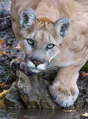 PA Game Commission: Mountain lions are not lurking in Back Mountain